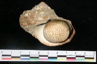 藏品(南非蠑螺)的圖片